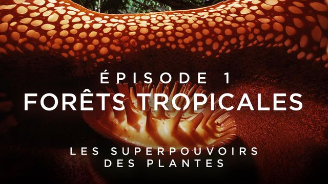 Vignette du programme télé Les superpouvoirs des plantes - Saison 1