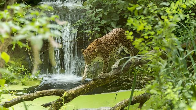 Vignette du programme télé Zoo : le défi de demain - Saison 2