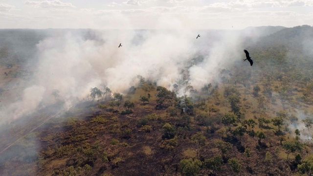 Vignette du programme télé Survivre aux catastrophes : les stratégies de la nature