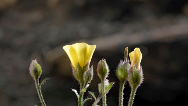 Vignette du programme télé Une forêt renaît de ses cendres