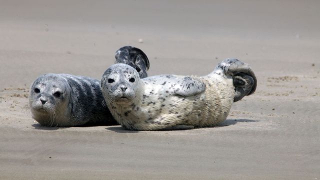 Vignette du programme télé GEO Reportage