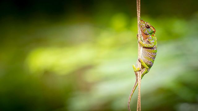 Vignette du programme télé Petits animaux, grandes aventures - Saison 1