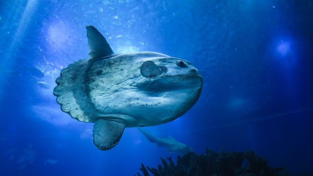 Vignette du programme télé Merveilles de la vie sous-marine - Saison 1