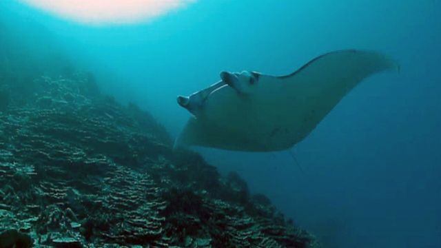 Vignette du programme télé Les reines du lagon