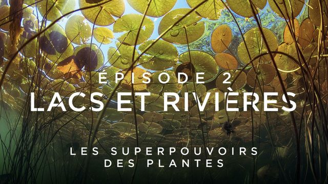 Vignette du programme télé Les superpouvoirs des plantes - Saison 1