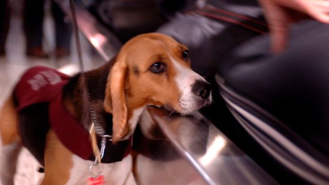 Vignette du programme télé Douanes sous haute surveillance - Saison 11