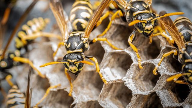 Vignette du programme télé Morsures et piqûres : le grand test - Saison 1