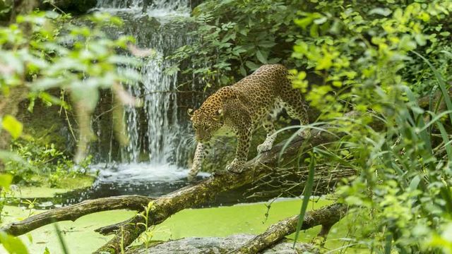 Vignette du programme télé Zoo : le défi de demain - Saison 2