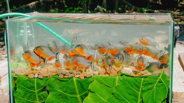 Vignette du programme télé Morsures et piqûres : le grand test - Saison 1