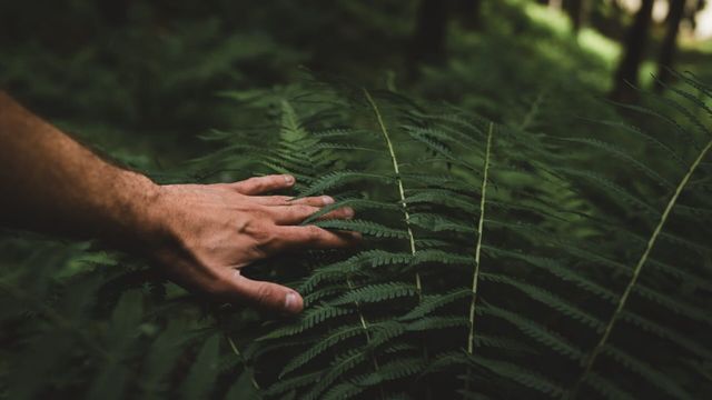 Vignette du programme télé Face à la peur : à la recherche de l'anaconda