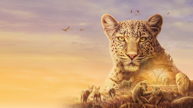 Vignette du programme télé Serengeti - Saison 2