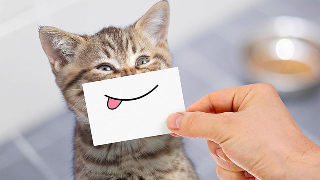 Vignette du programme télé Le grand bêtisier des animaux