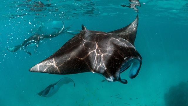 Vignette du programme télé Les îles sauvages de l'océan Indien - Saison 1