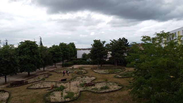 Vignette du programme télé La civilisation des arbres