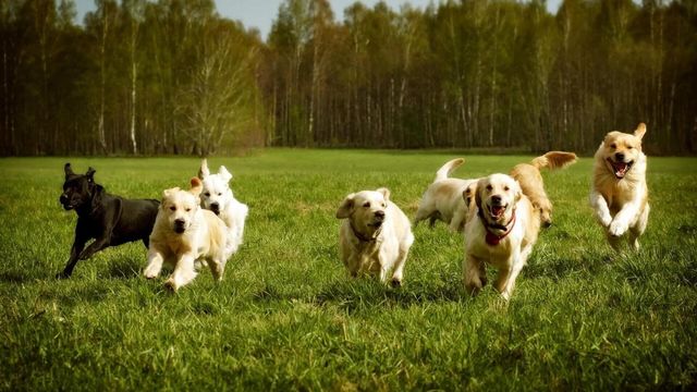 Vignette du programme télé L'hebdo des animaux