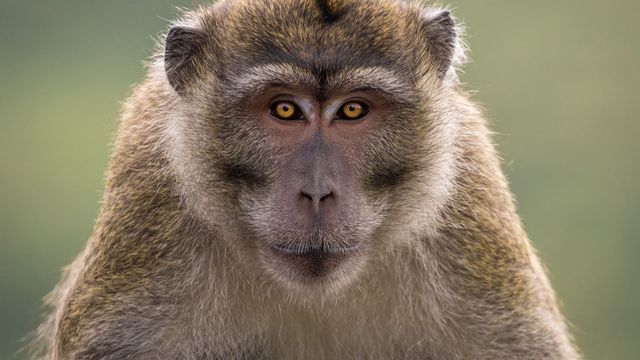 Vignette du programme télé Les îles sauvages de l'océan Indien - Saison 1