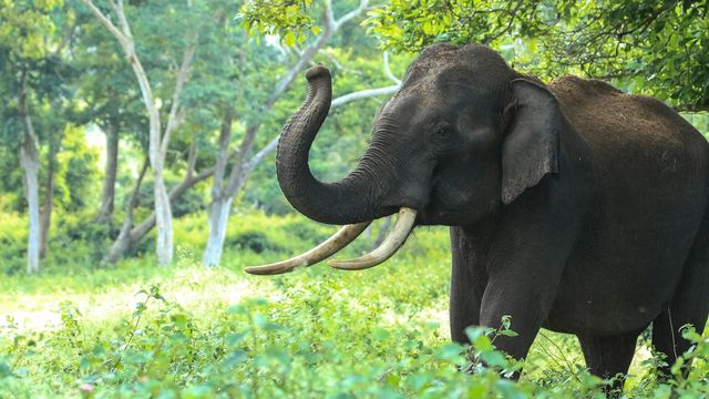 Vignette du programme télé 100 jours au zoo du Pal