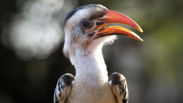 Vignette du programme télé Une oasis sauvage au Kenya : Le temps des sécheresses