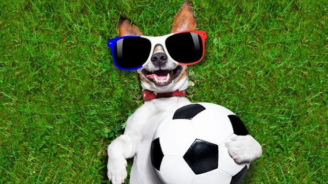 Vignette du programme télé Le grand bêtisier