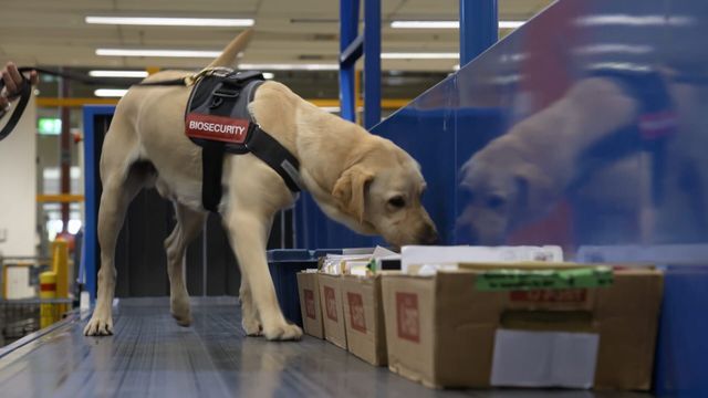 Vignette du programme télé Douanes sous haute surveillance - Saison 17