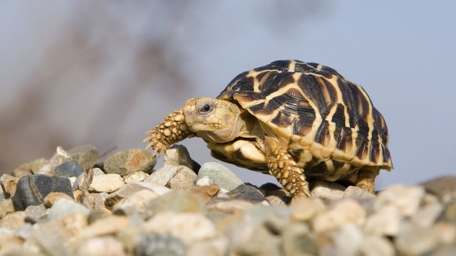 Vignette du programme télé Le trafic des tortues