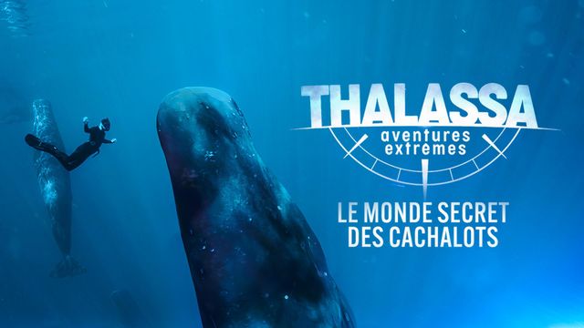 Vignette du programme télé Thalassa, aventures extrêmes - Saison 1