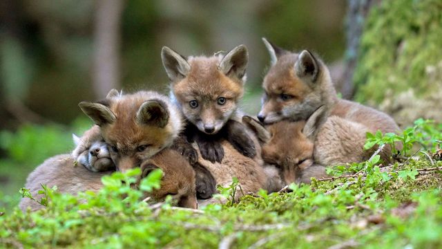 Vignette du programme télé Au coeur des Préalpes autrichiennes : Le massif Mort