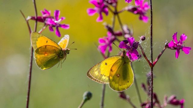 Vignette du programme télé L'histoire du papillon safrané