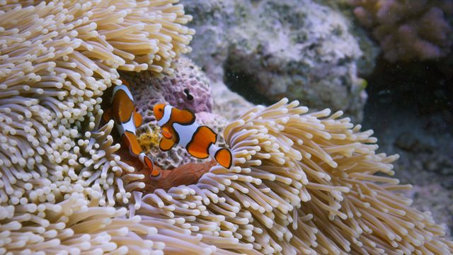 Vignette du programme télé Les prédateurs de la Grande Barrière de corail