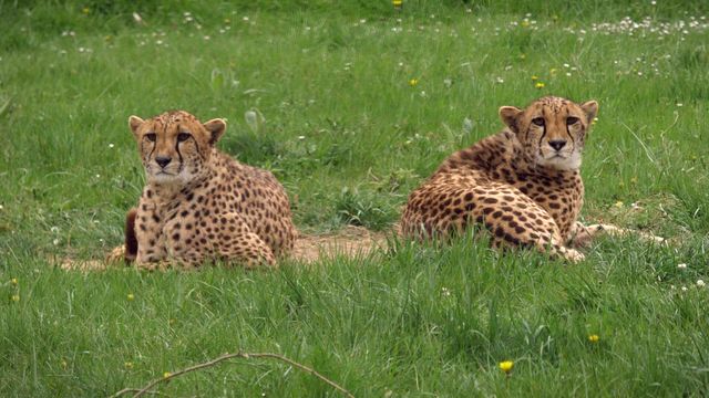 Vignette du programme télé Zoo : le défi de demain - Saison 3