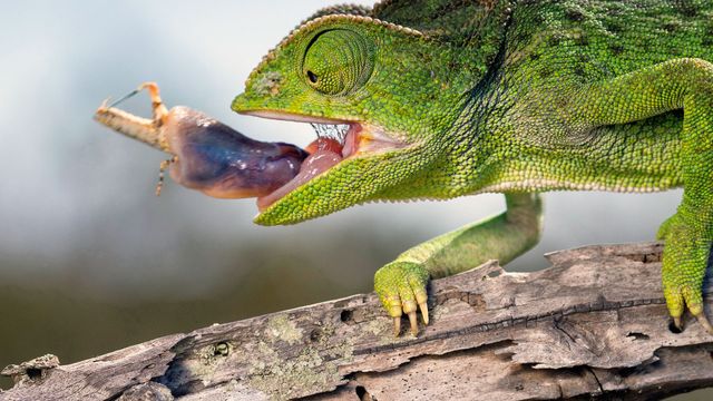 Vignette du programme télé L'Espagne sauvage - Saison 1