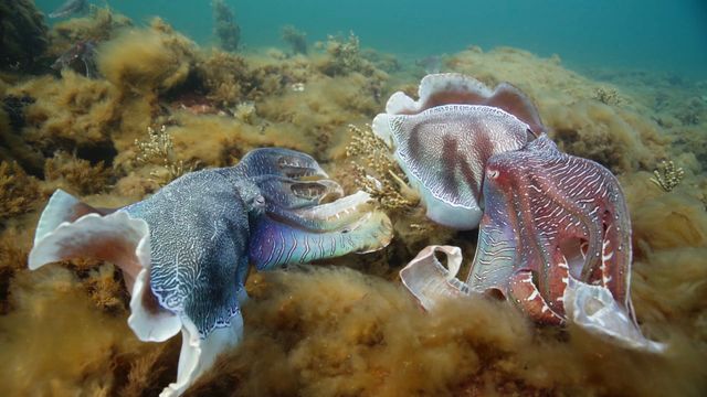 Vignette du programme télé Amours sauvages : Tous les goûts sont dans la nature