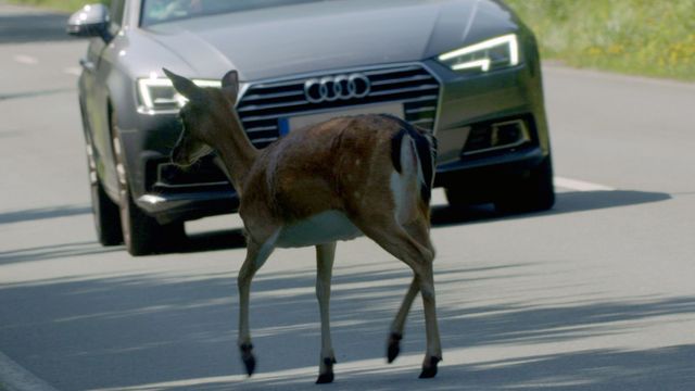 Vignette du programme télé Attention ! Passage d'animaux : Quand la faune croise nos routes