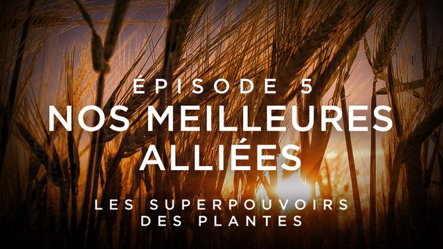 Vignette du programme télé Les superpouvoirs des plantes - Saison 1