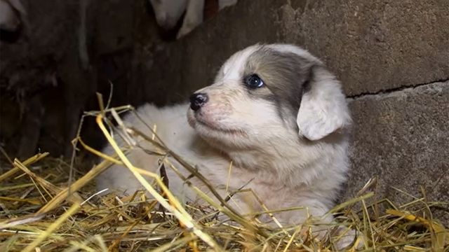 Vignette du programme télé Chiots & chatons, 3 mois pour devenir grand - Saison 1