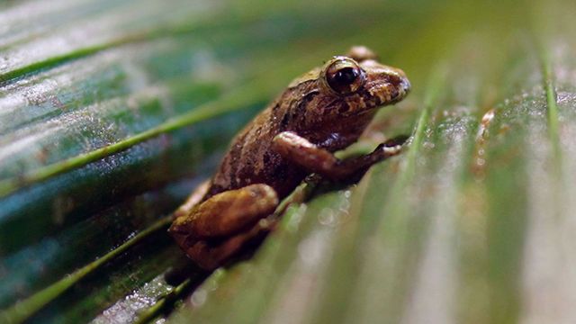 Vignette du programme télé Equateur, un campus au coeur de la forêt