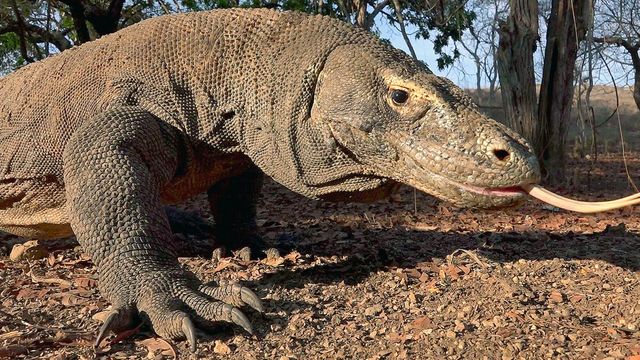 Vignette du programme télé GEO Reportage
