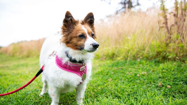 Vignette du programme télé La dog Académie - Saison 1