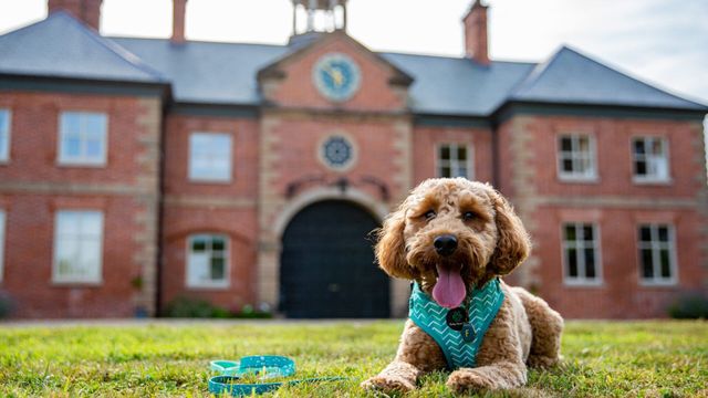 Vignette du programme télé La dog Académie - Saison 1