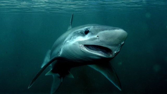 Vignette du programme télé 42, la réponse à presque tout - Saison 1