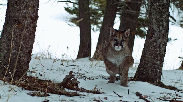 Vignette du programme télé Seuls face à l'Alaska - Saison 9