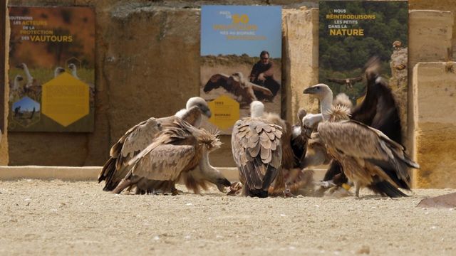 Vignette du programme télé Zoo : le défi de demain - Saison 3