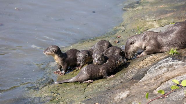 Vignette du programme télé Les loutres des quartiers chics ! - Saison 1