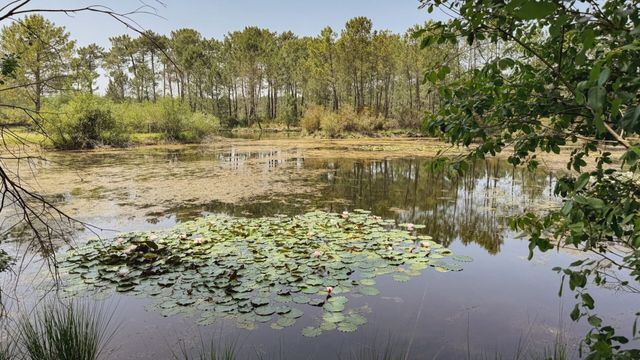 Vignette du programme télé Libellules, salamandres et vipères : Une cohabitation au fil de l'eau