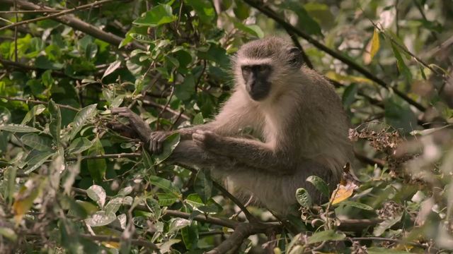 Vignette du programme télé Cultures animales