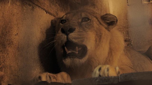 Vignette du programme télé Zoo : le défi de demain - Saison 3