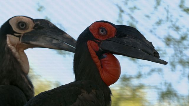 Vignette du programme télé Zoo : le défi de demain - Saison 3