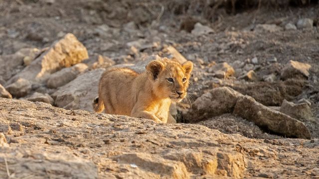 Vignette du programme télé Dynastie de lionnes : Les héritiers face au destin
