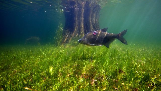 Vignette du programme télé L'anguille, une vie semée d'embûches