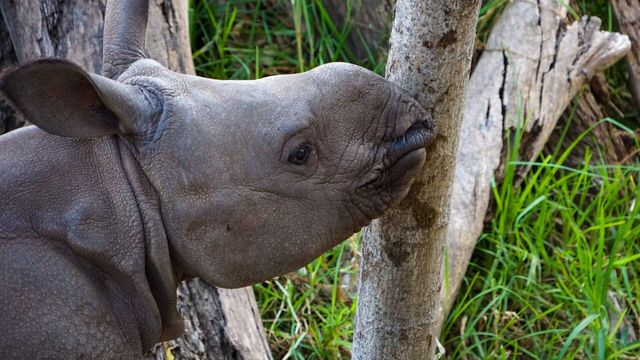 Vignette du programme télé Zoo : le défi de demain - Saison 1
